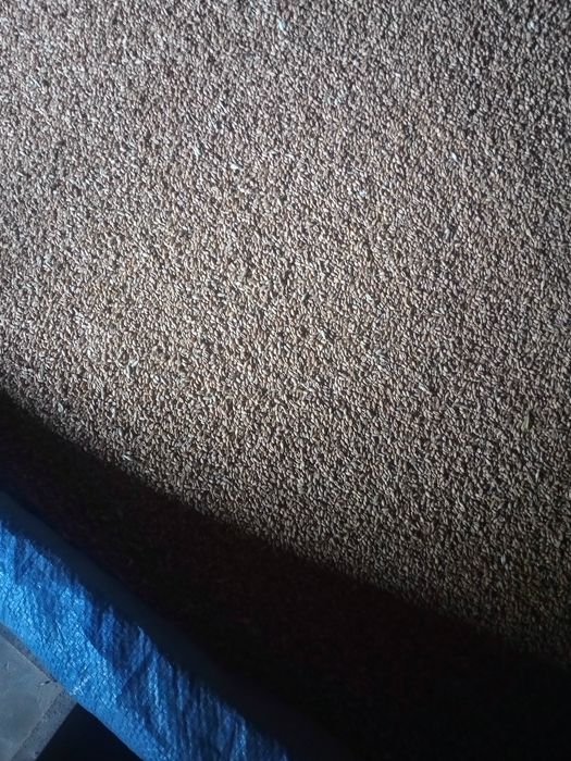 Sprzedam pszenicę ozimą Arkadia