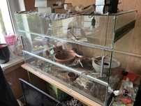 Wąż zbożowy z terrarium 120x70x60
