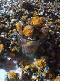 Кульбаба-одуванчик цвіт сухий, і