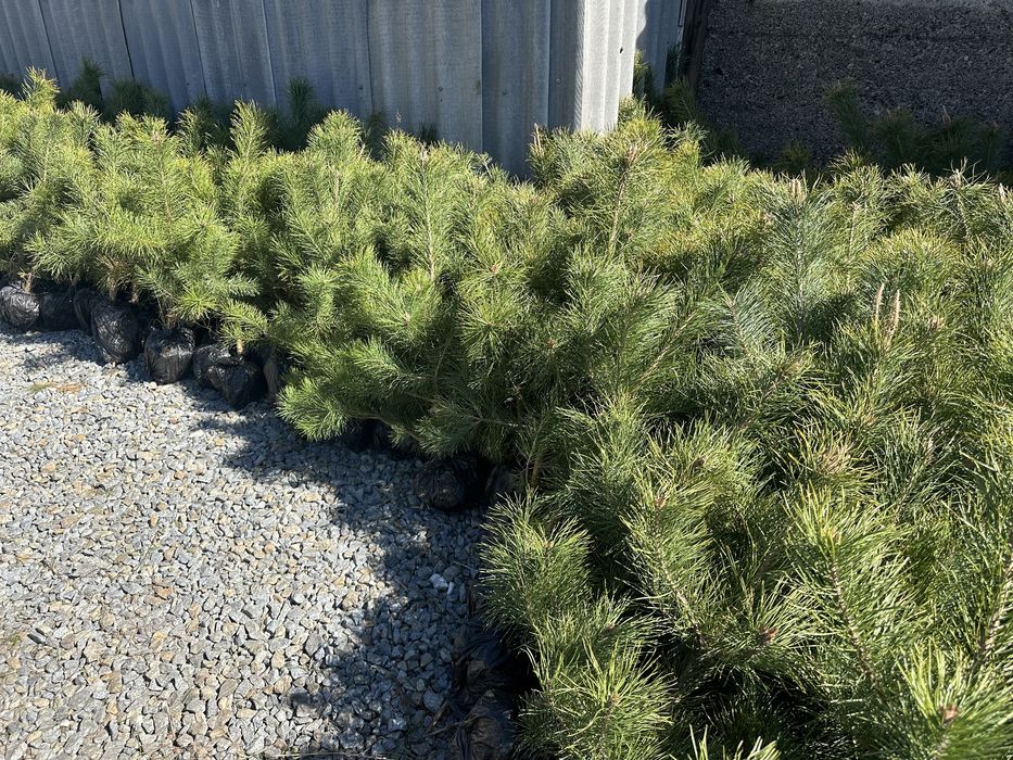 Саженцы Кримской сосни, саженцы сосни разной висоти.