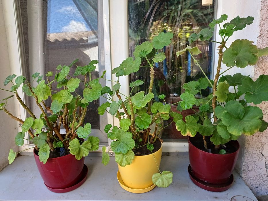 Герань пеларгония красная и белая