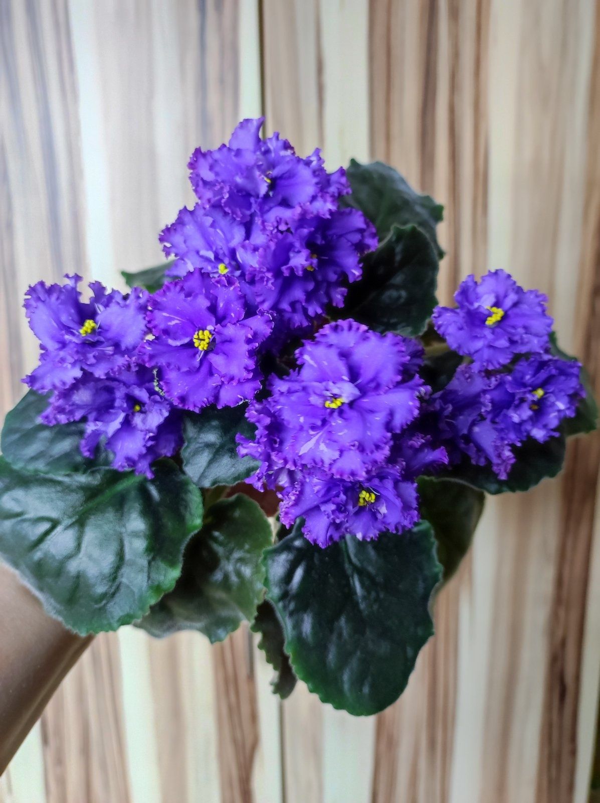 Продам детки сортовых фиалок .