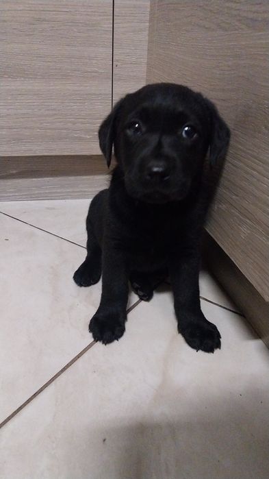 Szczeniak labradora