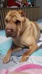Oddam psa rasy Shar pei 3 latni