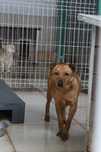 722420 Alojzy do adopcji.