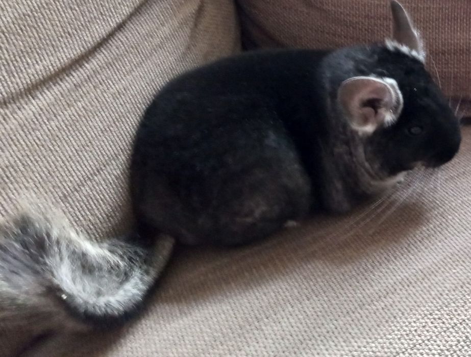 Szynszyla samiczka czarna aksamitna