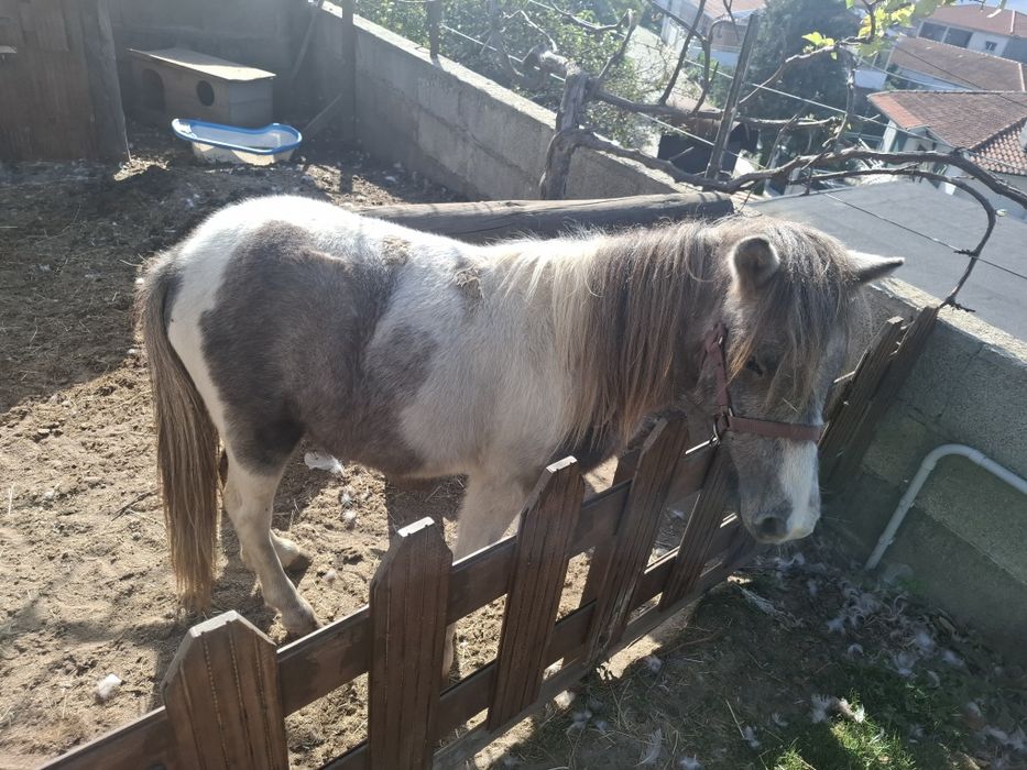 Vendo poney shetland