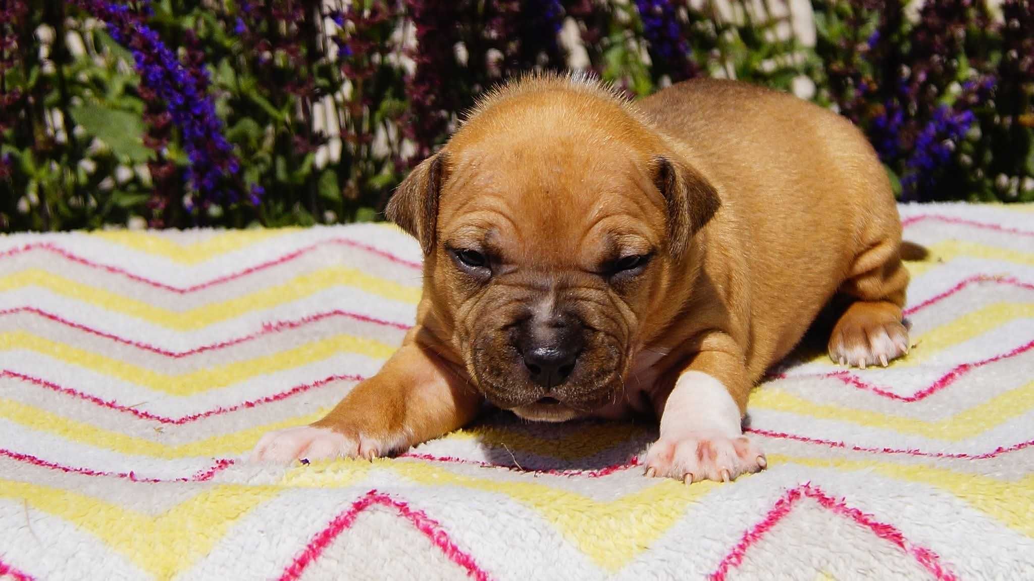 Amstaff FCI, plowa suczka Esha