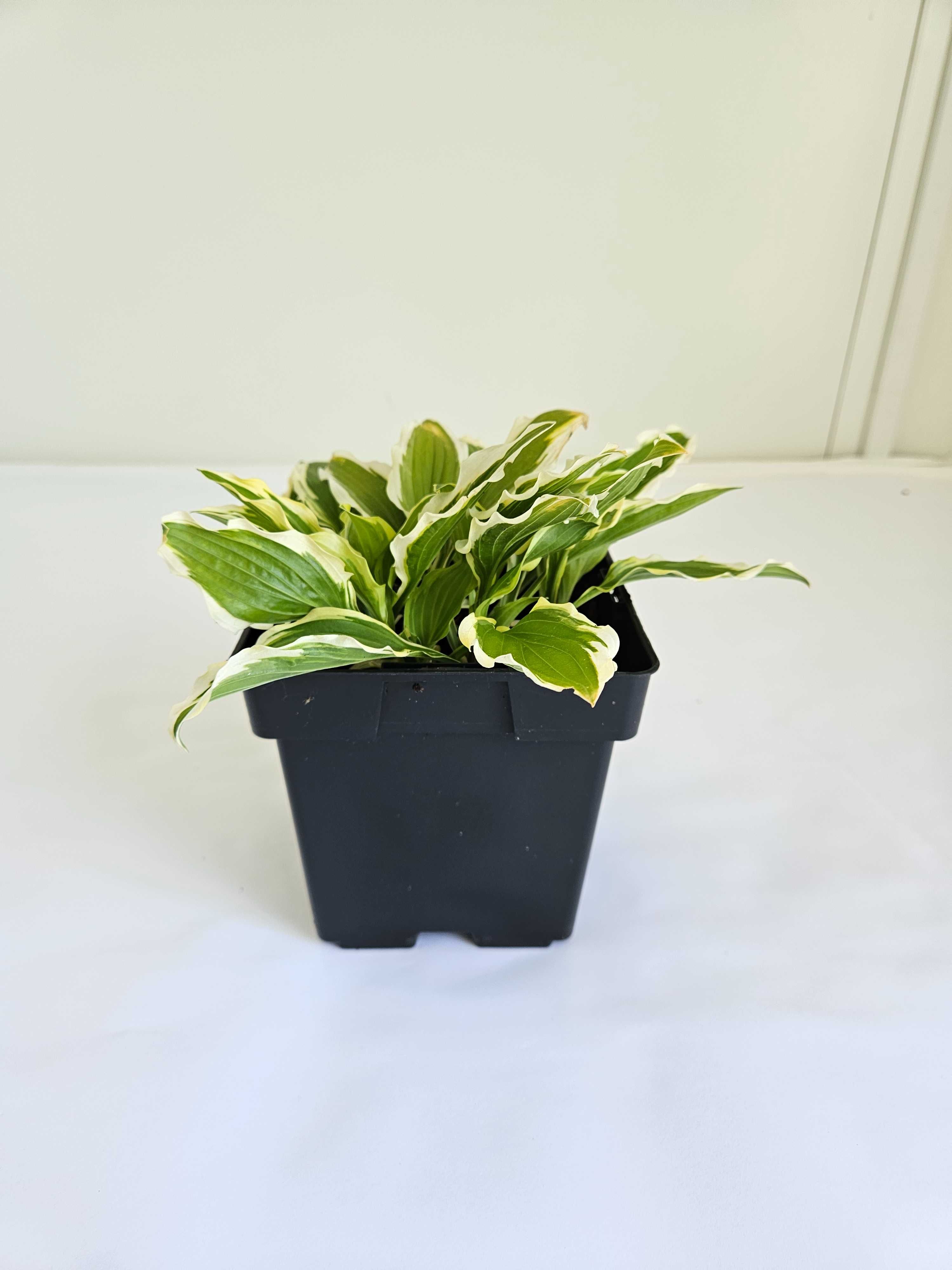 Funkia (Hosta) – z jasnym obrzeżeniem liści