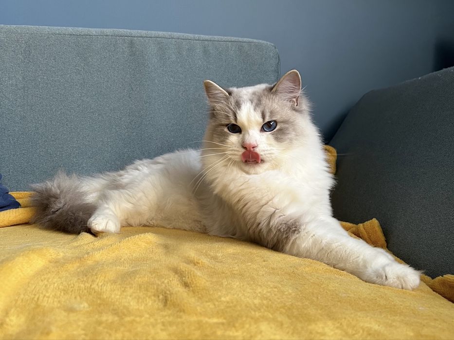 Kocurek Ragdoll adopcja / prawdziwy rodowód / kocięta FPL kotek kocur