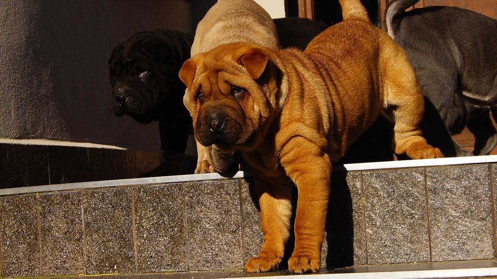 Eter, rudy szczeniak Shar Pei,rodowód, do odbioru