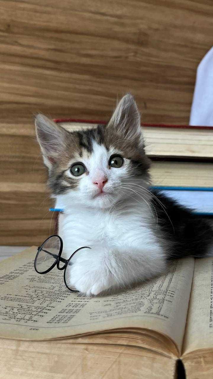 Котенок Паштет ищет дом