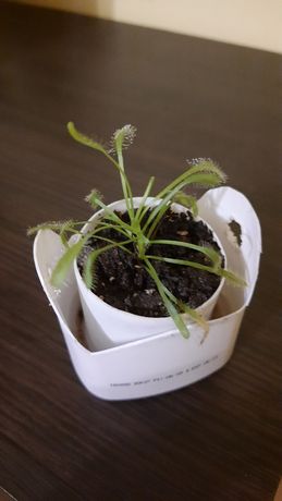 Росичка -рослина хижак