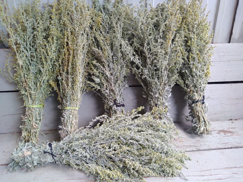 Хобби отдых спорт віники баня сауна м'ята  полин