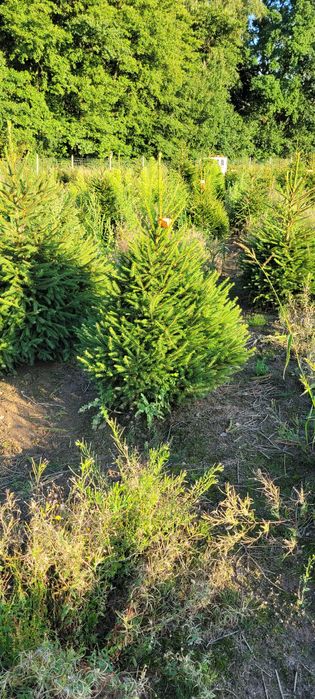 Świerk pospolity cięty 175-300 cm/ w donicy 80-175 cm/ TuChoinki.pl