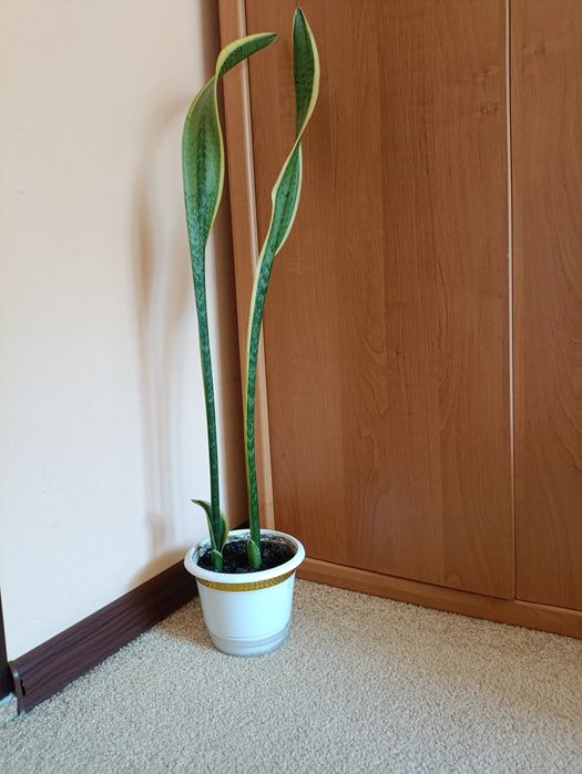 Сансевієрія 2 ст