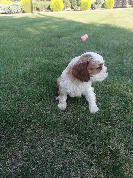 Szczeniak Cavalier King Charles Spaniel