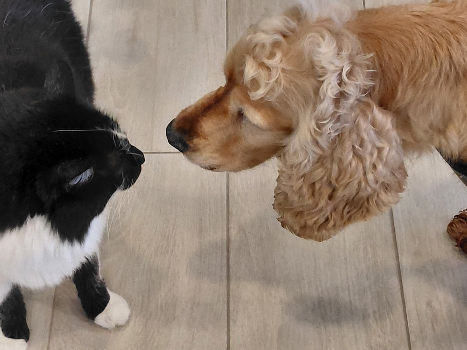 Mel- Cadela cruzada de cocker para adoção responsável