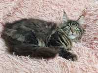 Maine Coon nowy miot XXL