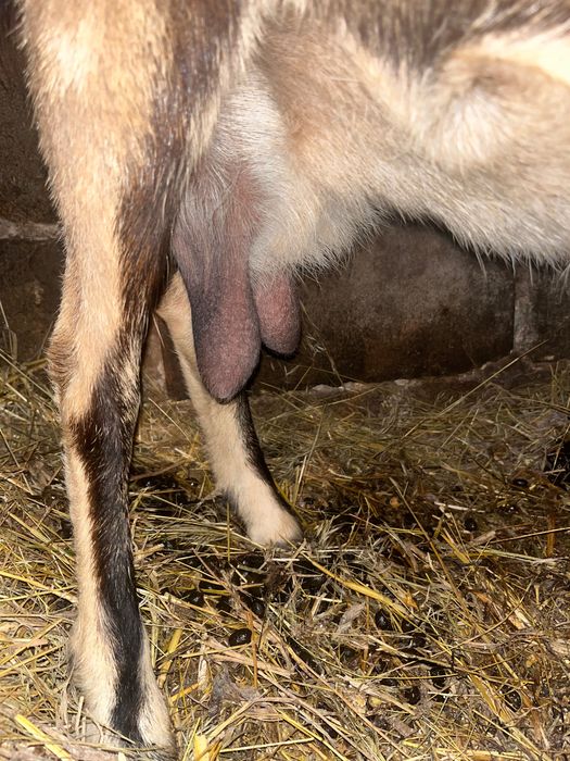 Продажи дойную козу