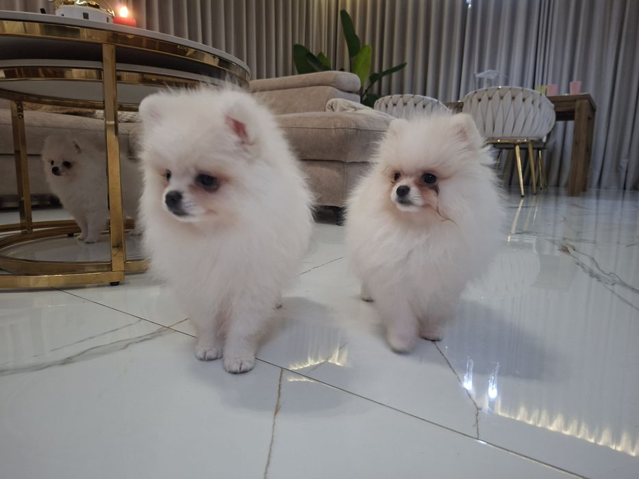 Szpic miniaturowy, pomeranian biały piesek