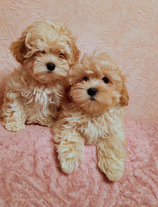 Девочки мальтипу ф1.