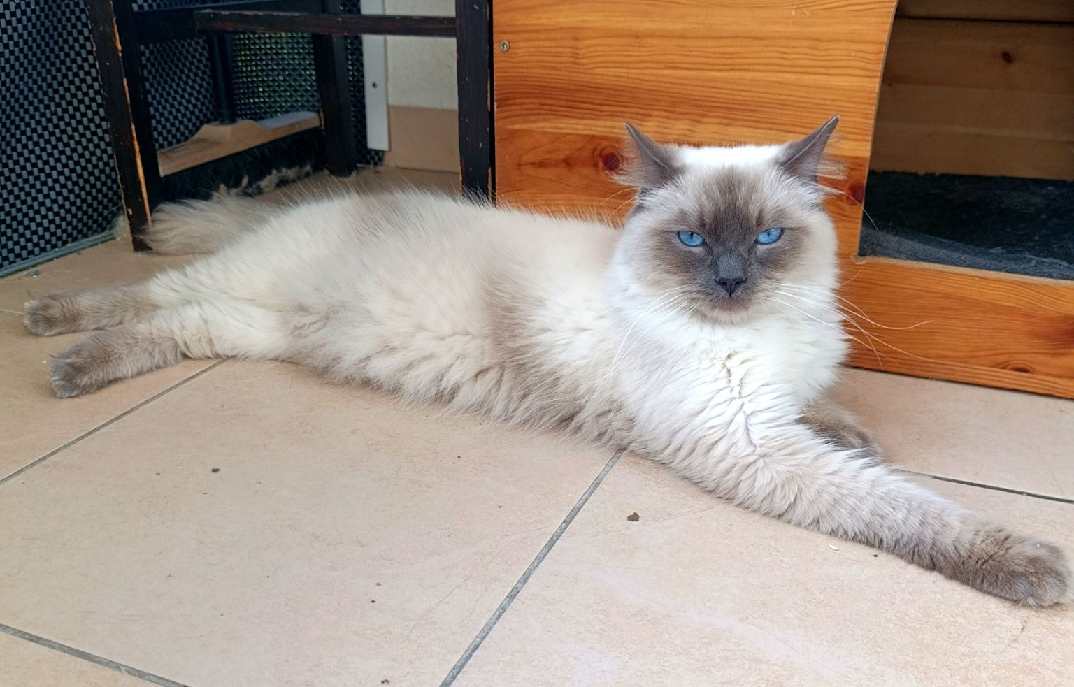 Ragdoll kocur zaprasza na krycie