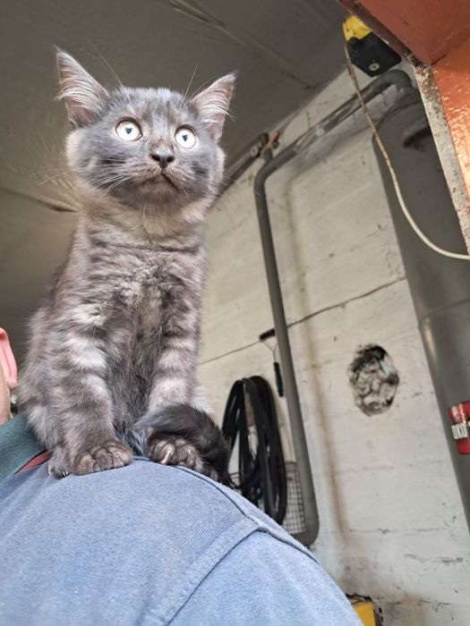 Сіра кицька і два котики  шукають сімю.