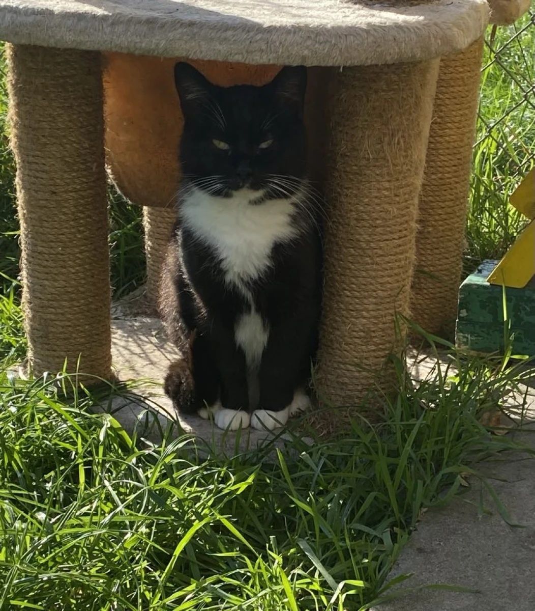 Kocurek Figo do adopcji!