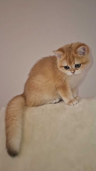 Kotka brytyjska  krótkowłosa ZŁOTA  wiarygodny rodowód  WCF-PZF