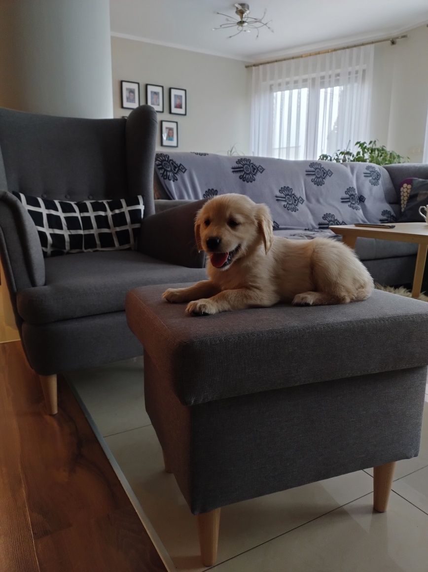 Szczeniak Golden Retriever