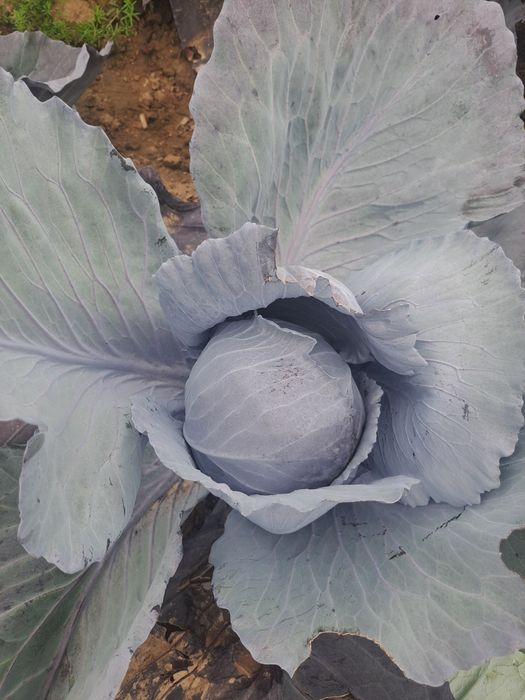 Kapusta biała,czerwona oraz szatkowana