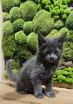 Maine coon kocięta