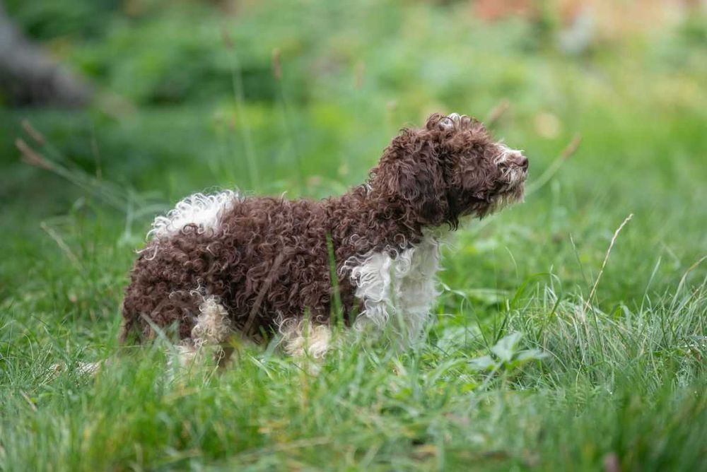 Lagotto Romagnolo - bystry chłopiec ZKwP FCI