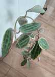 Hoya macrophylla albomarginata cięte sadzonki