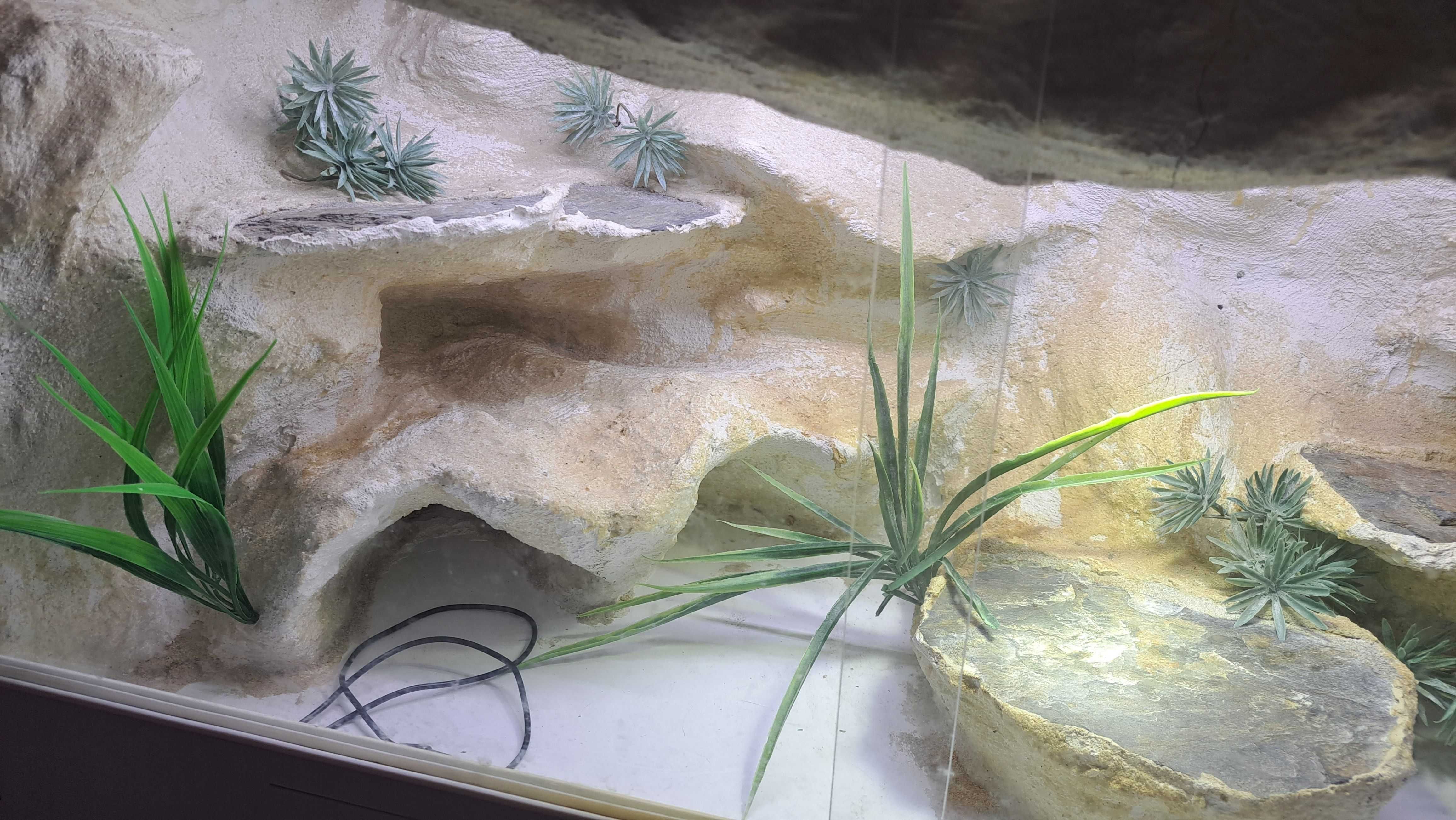 terrarium z tłem 3D – idealne dla agamy, gekona, węża i innych gadów