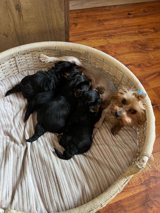 Pieski yorki 6 tygodni