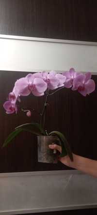 Доросла орхідея рожева