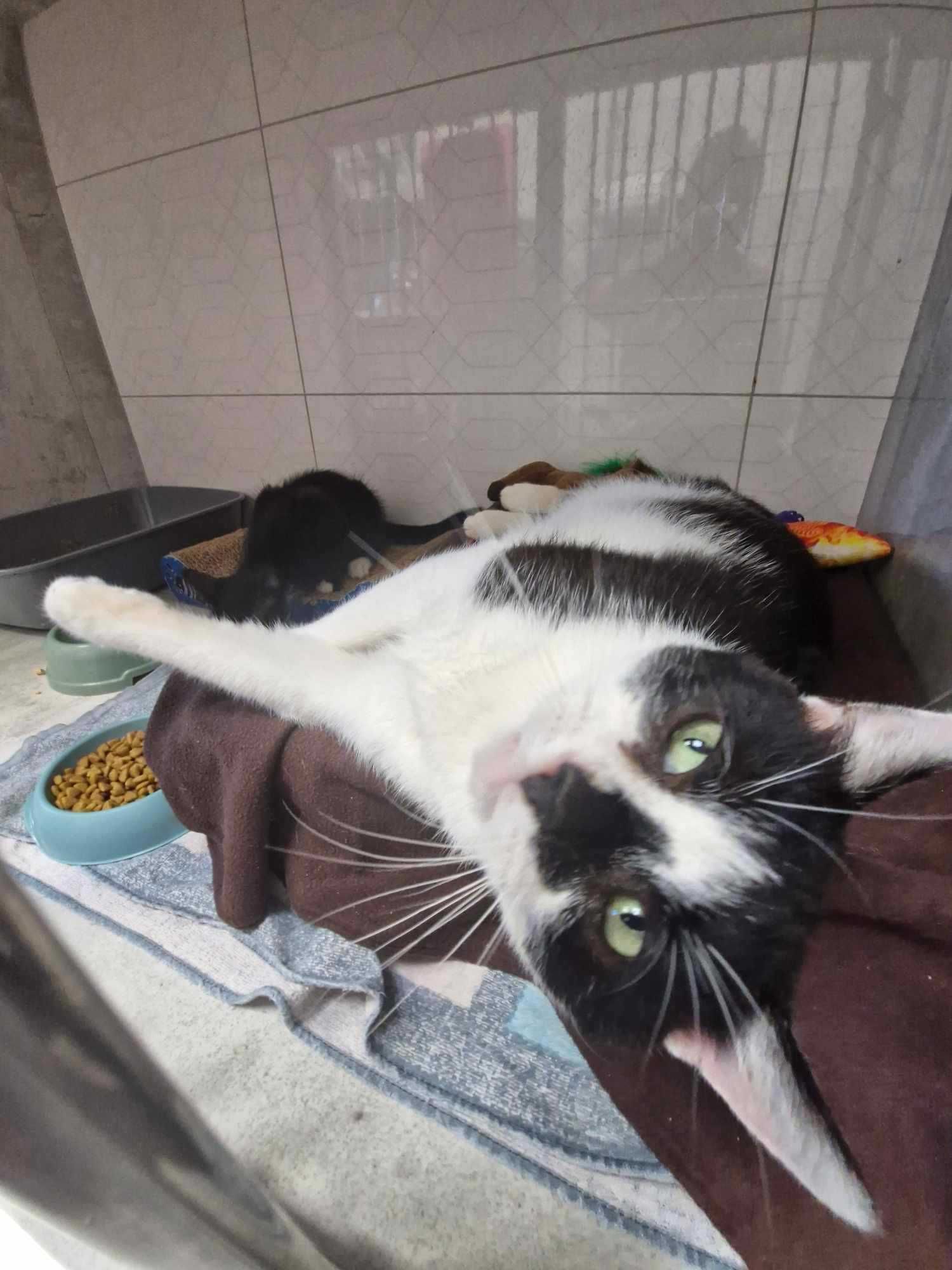 Taki kot jak on to skarb! ADOPTUJ BOBISIA - opiekun małych kotków