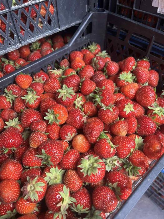 Саженцы клубники 25 сортов — от производителя, опт/розница