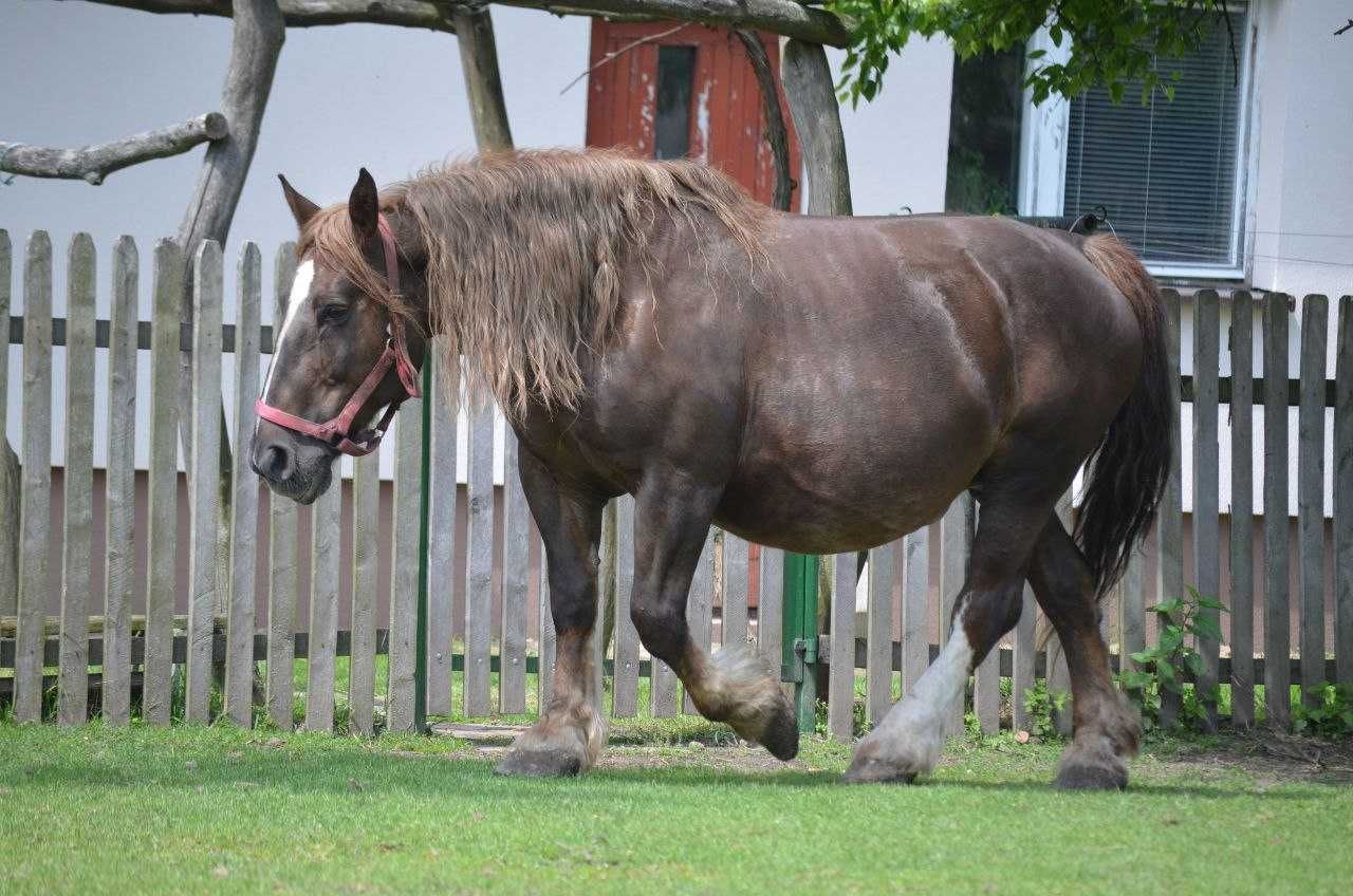Ogierek w dobre ręce!