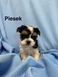 Sprzedam Yorki Biewery