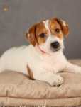 Jack Russell Terrier ZKwP FCI piesek rodzice przebadani na chor.gen.