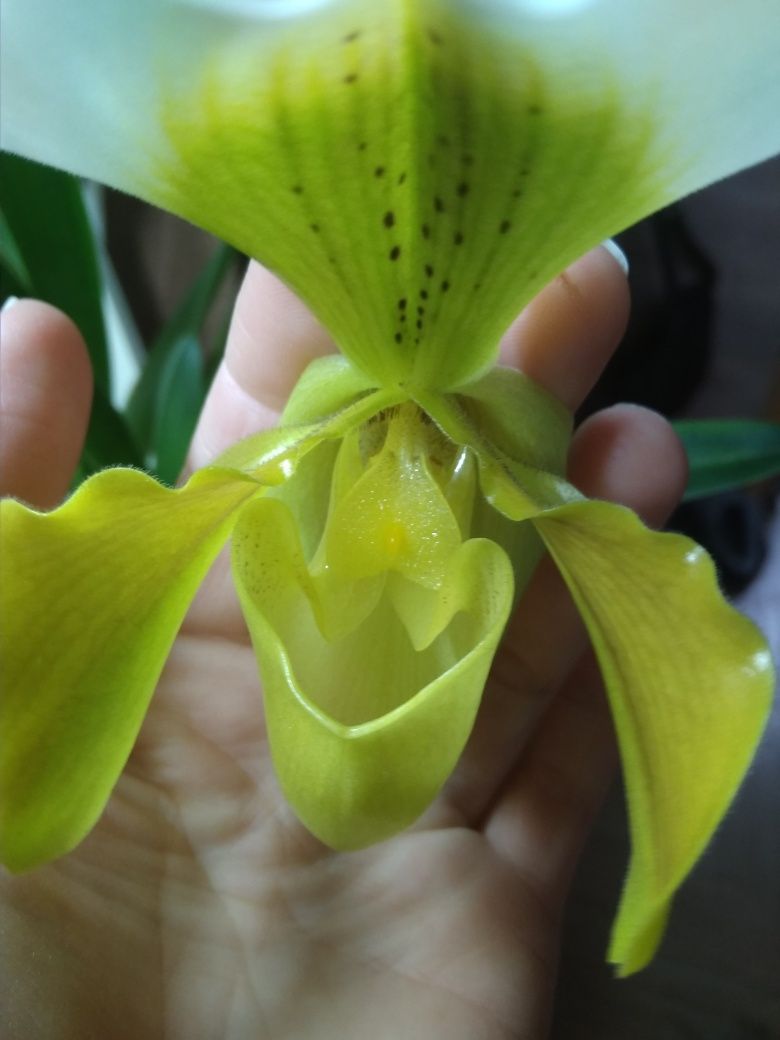Орхидея Пафиопедилум (Венерин башмачок)