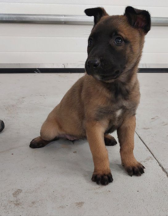 Owczarek Belgijski Malinois szczeniak