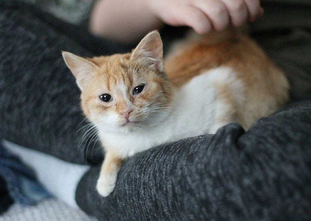 Dwie kotusie do adopcji w dwupaku.