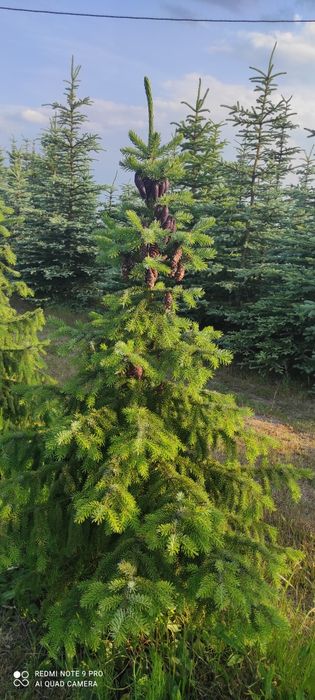 Świerk serbski Picea Omorika 100-300cm