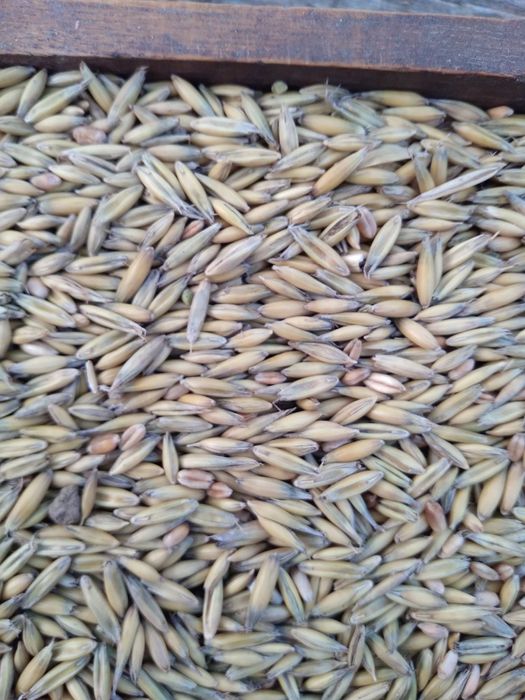 Witam.Sprzedam owies.