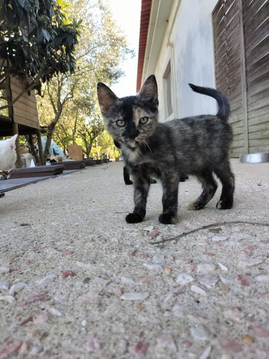 Dão-se gatinhos.