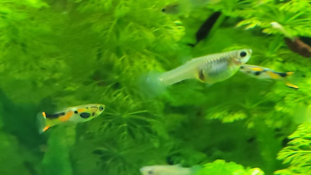 SUPER oportunidade 30 Guppies  Hendler